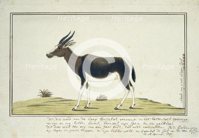 Damaliscus pygargus pygarus (Bontebok), 1777. Creator: Robert Jacob Gordon.