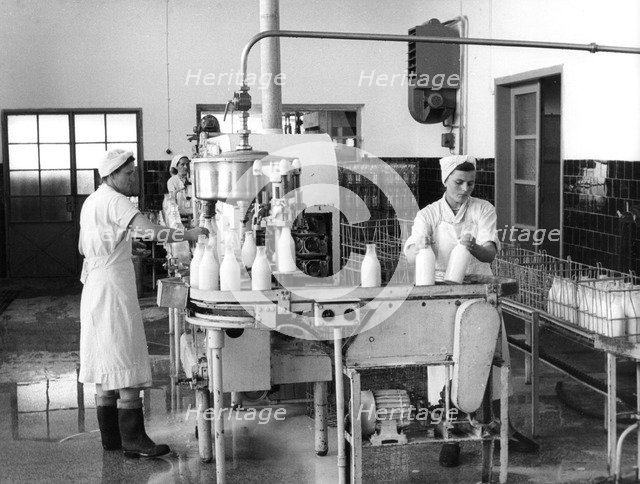 Milk production, Zagreb, Yugoslavia, 1952. Artist: Unknown