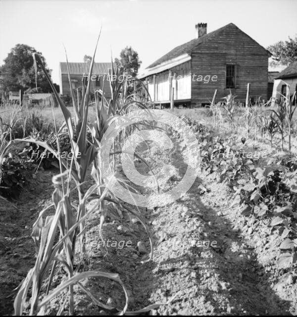 Drying up corn, Near Eutaw, Alabama, 1936. Creator: Dorothea Lange.