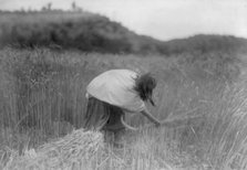 The Apache Reaper [gathering wheat], c1906. Creator: Edward Sheriff Curtis.
