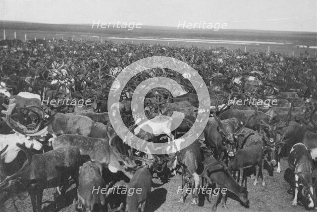Reindeer, between c1900 and c1930. Creator: Unknown.