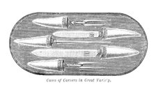 Mappin and Webb's Cases of Carvers of Great Variety, 1883. Creator: Unknown.