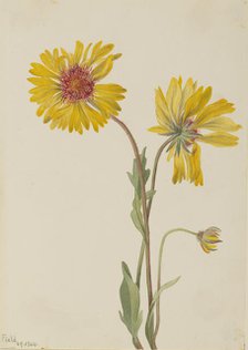 Perennial Gaillardia (Gaillardia aristata), 1904. Creator: Mary Vaux Walcott.