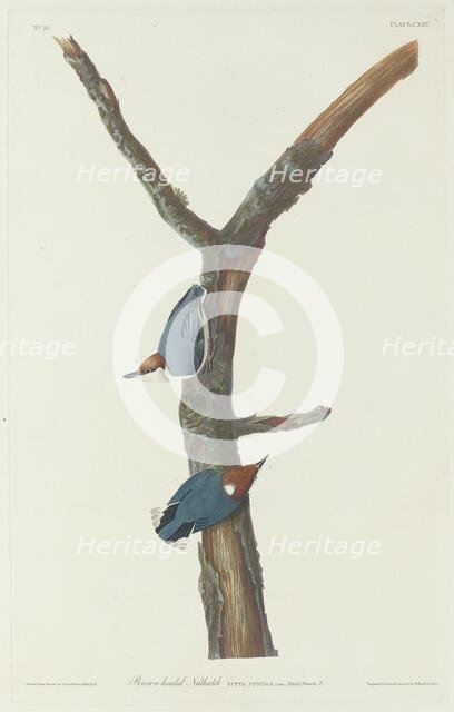 Brown-Headed Nuthatch, 1831. Creator: Robert Havell.