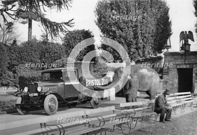 1934 Bedford 30cwt WS truck with an elephant at Bristol Zoo, (c1934?). Artist: Unknown