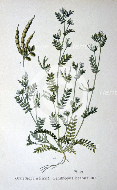 Bird's-foot, 1893. Artist: Unknown