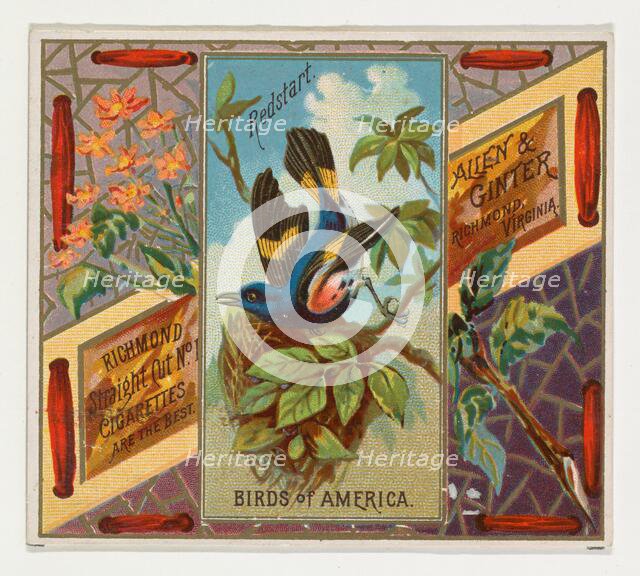 Redstart, from the Birds of America series (N37) for Allen & Ginter Cigarettes, 1888. Creator: Allen & Ginter.