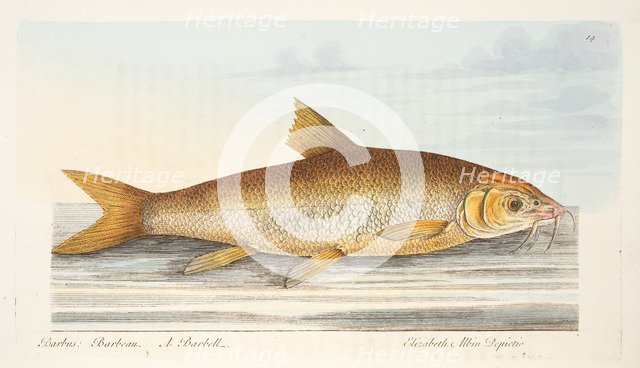 The Barbel, from A Treatise on Fish and Fish-ponds, pub. 1832 (hand coloured engraving)