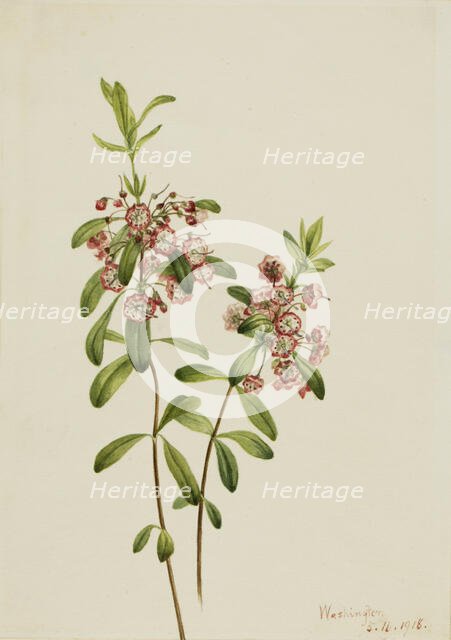 Lambkill (Kalmia angustifolia), 1918. Creator: Mary Vaux Walcott.