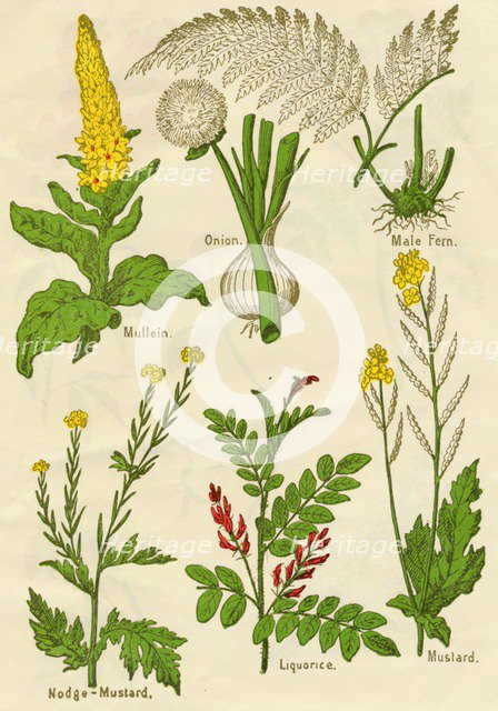 Flowers: Mullein, Onion, Male Fern, Nodge-Mustard, Liquorice, Mustard, c1940. Artist: Unknown.