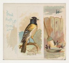 Stitch Bird, from the Song Birds of the World series (N42) for Allen & Ginter Cigarettes, ..., 1890. Creator: Allen & Ginter.