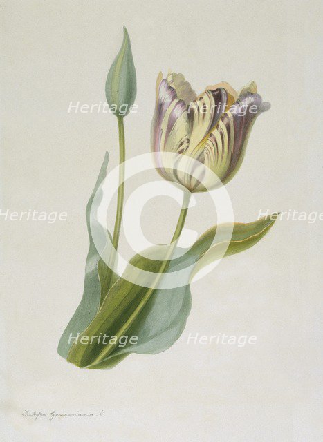 Tulipa, (Tulip), c1840-1880. Creator: Pauline Girardin.