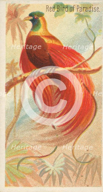 Red Bird of Paradise, from the Birds of the Tropics series (N5) for Allen & Ginter Cigaret..., 1889. Creator: Allen & Ginter.