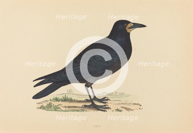 Rook. Creator: Unknown.