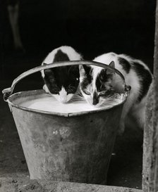 Two cats drinking milk from a pail, 1946-1980.  Artist: John Gay.