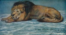 'Pastel Study of a Lion', c1900. Artist: John MacAllan Swan.