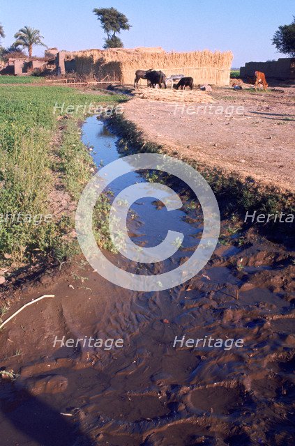Animals grazing beside an irrigation or drainage ditch, Egypt, 20th Century. Artist: Unknown