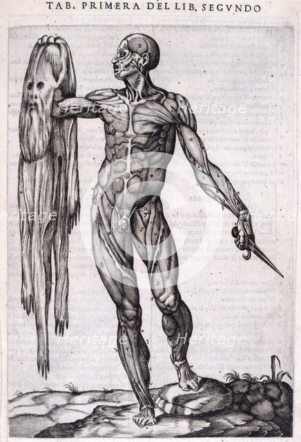 A flayed man holding his own skin, 1556.  Creator: Nicolas Beatrizet.