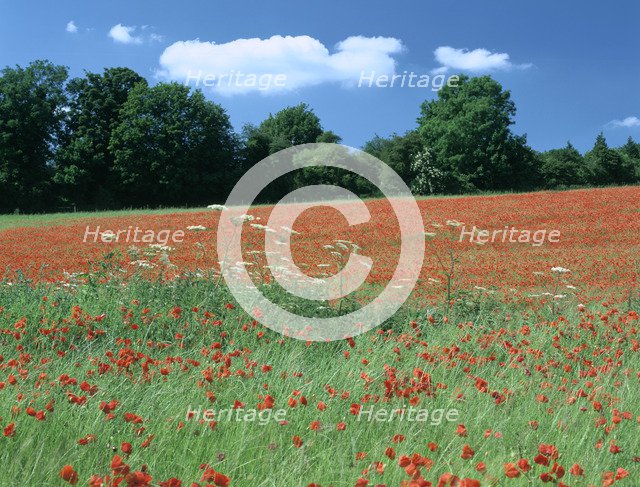 Poppy field, near Polesden Lacey, Surrey