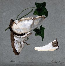 A bracket fungus (Trametes suaveolens): two fruiting bodies growing on wood and a..., 1897. Creator: R Baker.