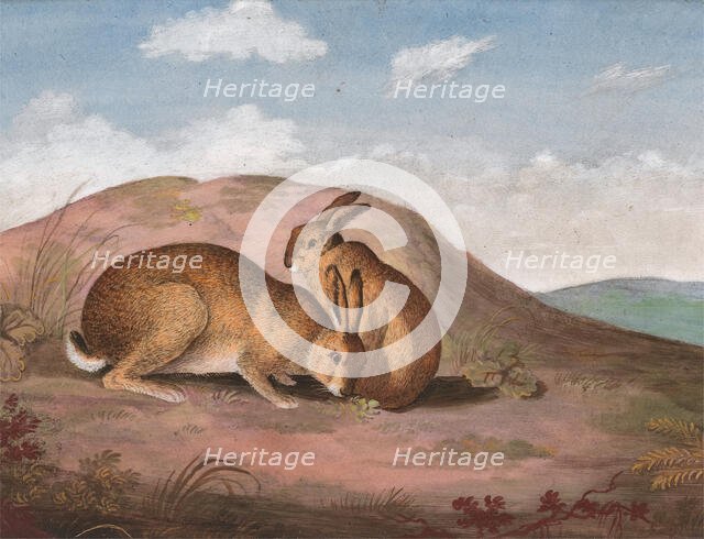 Two Hares: On a Hillside, ca. 1805. Creator: Unknown.