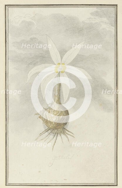 Gethyllis Afra L (Kukukmakranka), 1777-1786. Creator: Robert Jacob Gordon.