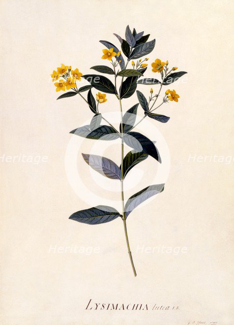 Yellow Loosestrife, c 1760 (hand coloured engraving). Creator: "Georg Dionysius Ehret (1710 - 70); Ehret, Georg Dionysius (1710-1770)".