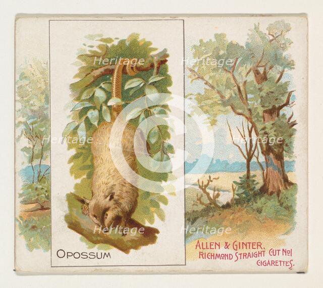 Opossum, from Quadrupeds series (N41) for Allen & Ginter Cigarettes, 1890. Creator: Allen & Ginter.