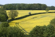 Suffolk countryside, England, 25/5/10.  Creator: Ethel Davies;Davies, Ethel.