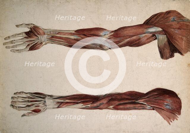 Muscles and tendons of the upper arm: two écorchés, 1800-1899. Creator: Unknown.