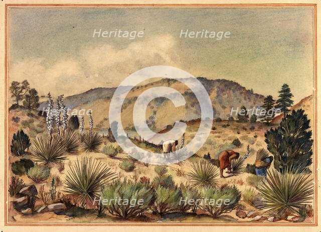 Women Gathering Yucca Plants, 20th century. Creator: Unknown.