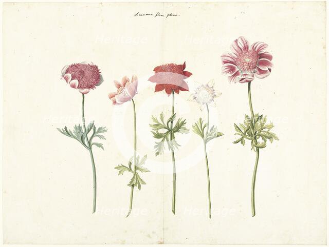 Five Studies of Anemones, c.1760-c.1770. Creator: Anon.