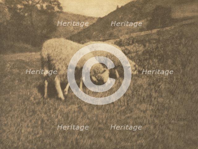 Camera Work: Sheep, 1906. Creator: Professor Hans Watzek.