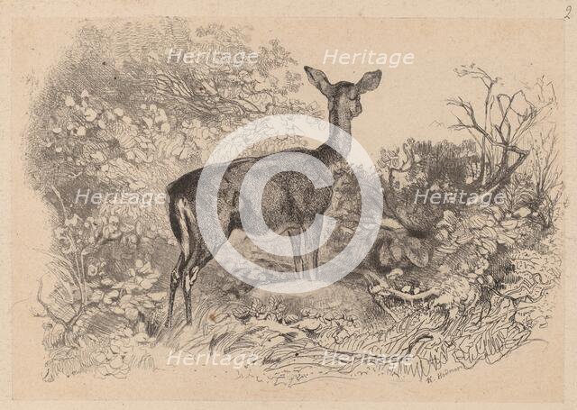Une biche. Creator: Karl Bodmer.