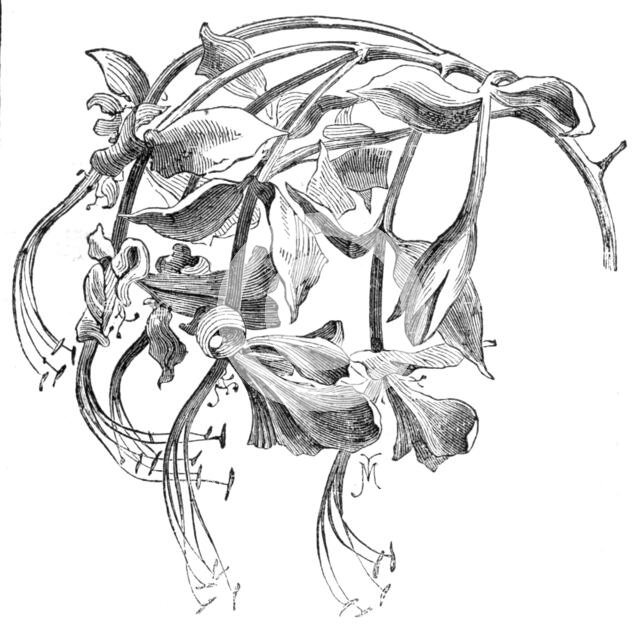 The Amherstia nobilis in flower, 1857. Creator: Unknown.