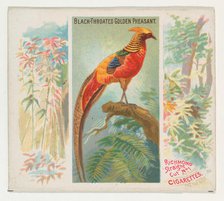 Black-Throated Golden Pheasant, from Birds of the Tropics series (N38) for Allen & Ginter ..., 1889. Creator: Allen & Ginter.