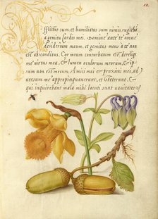 Insect, Daffodil, European Columbine, and English Oak Acorns, 1561-2; illumination added 1591-6. Creator: Joris Hoefnagel.