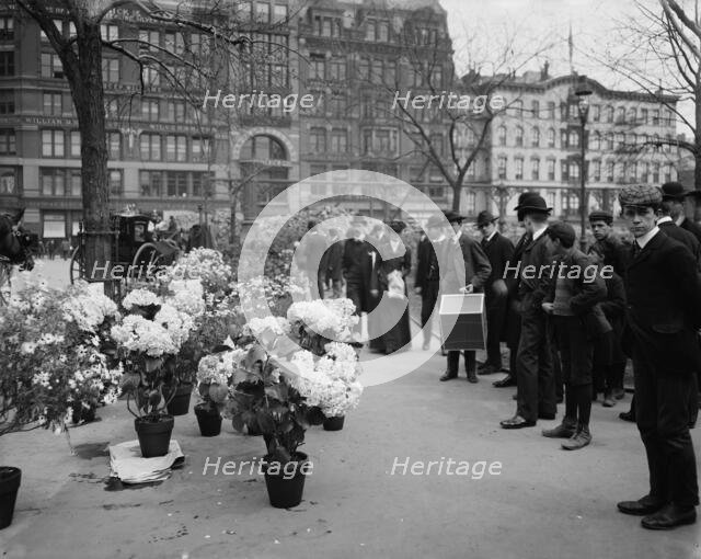 Flower vender's [sic] Easter display in Union Square Park, New York, between 1900 and 1910. Creator: Unknown.