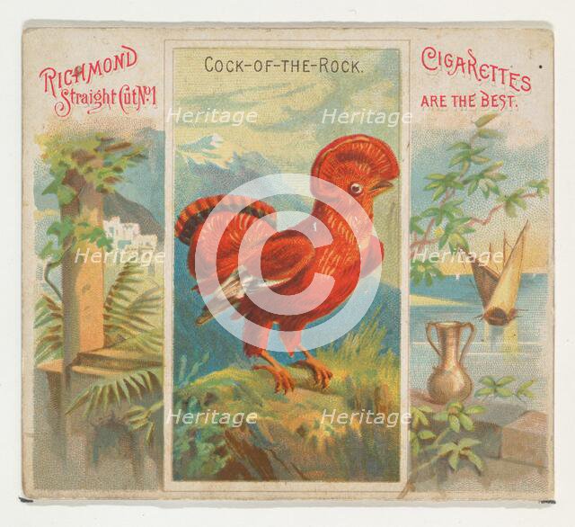 Cock-of-the-Rock, from Birds of the Tropics series (N38) for Allen & Ginter Cigarettes, 1889. Creator: Allen & Ginter.