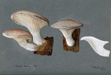A fungus (Pleurotus dryinus): three fruiting bodies, 1896. Creator: Unknown.