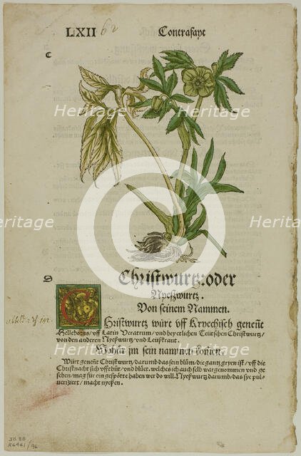 Christwurz (Hellebore) from Herbarium (Kräuterbuch), plate 96 from Woodcuts from..., 1937. Creator: Hans Weiditz.