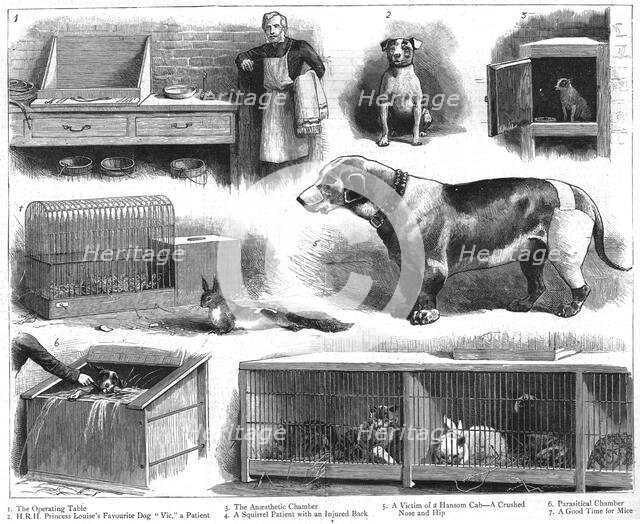 ''The Animals Institute-A Hospital for Horses, Dogs, Cats, etc..', 1888. Creator: Unknown.
