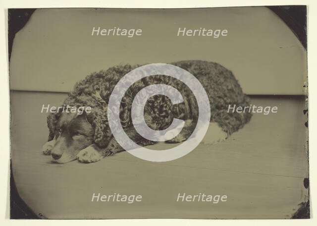 Untitled (Dog), 1850/99. Creator: Unknown.