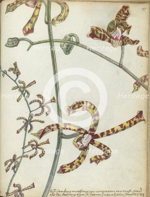 Javanese flower 'Cambang Matjang', 1784. Creator: Jan Brandes.