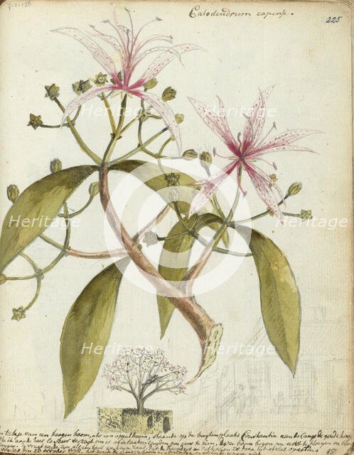 Cape chestnut, (Calodendrum capense), 1778. Creator: Jan Brandes.