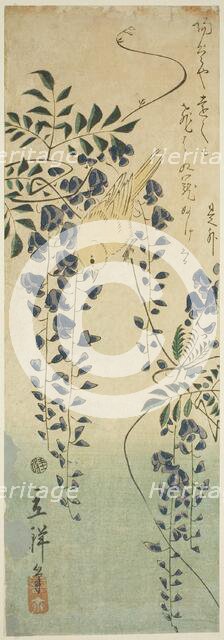 Canary and wisteria, 1865. Creator: Utagawa Hiroshige II.