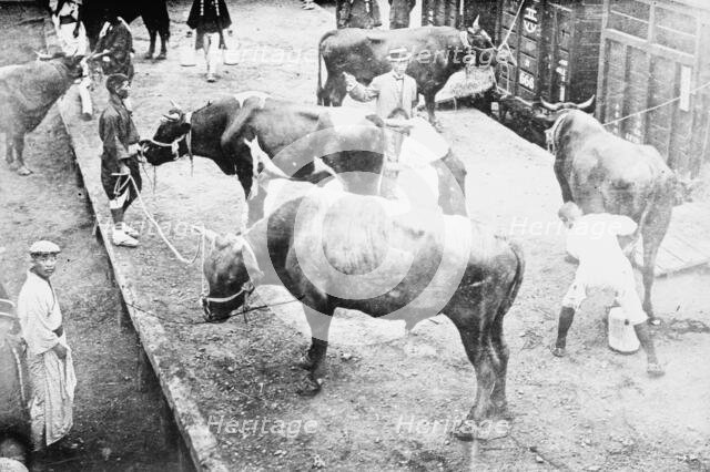 Sacred oxen for funeral, Emperor Japan, 1912. Creator: Bain News Service.