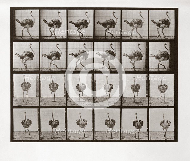 Ostrich Running, Plate 772 from Animal Locomotion, 1887 (photograph)