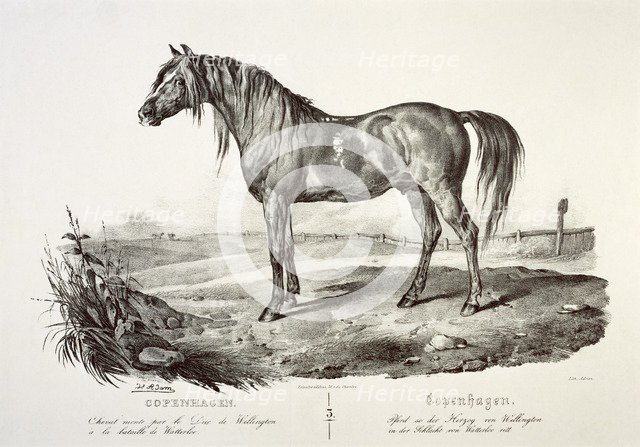 Copenhagen, the Duke of Wellington's horse, 19th century. Artist: Unknown.