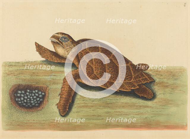 The Hawks-bill Turtle (Testudo caretta), published 1731-1743. Creator: Mark Catesby.